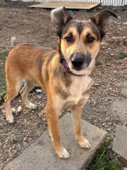 Harley -  Shepherd Dog for Adoption in Orland Park, Illinois - Harley | PetCurious