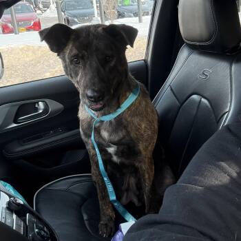 Shepherd Dogs Available for Adoption - Mabel | PetCurious