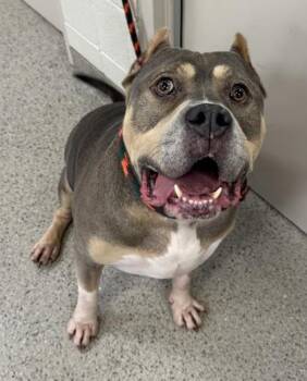 Thor -  Fox Terrier and Mixed Breed Dog for Adoption in Fishers, Indiana - Thor | PetCurious