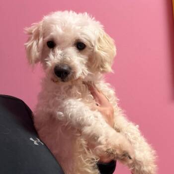 Capone -  Miniature Poodle and Mixed Breed Dog for Adoption in Webster, Texas - Capone | PetCurious