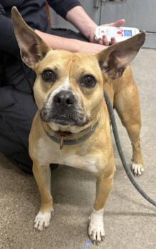 Heaven -  Pit Bull Terrier and Bulldog Dog Available for Adoption in Cleveland, Ohio - Heaven | PetCurious