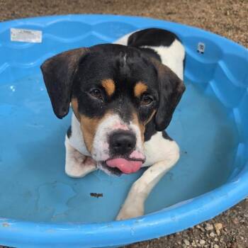 Hoss -  Mixed Breed Dog for Adoption in Greenville, South Carolina - Hoss | PetCurious