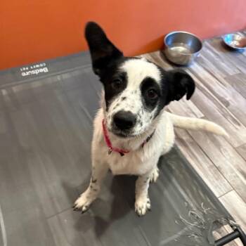 Abby -  Australian Cattle Dog Blue Heeler Dog for Adoption in West Des Moines, Iowa - Abby | PetCurious