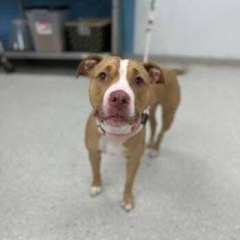 Terrier Dogs Available for Adoption - Barbie | PetCurious