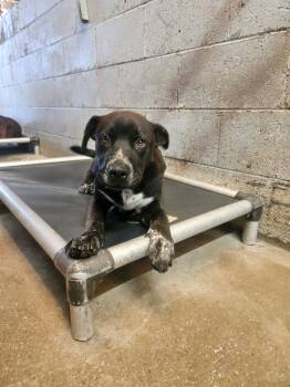 Carmen -  Pit Bull Terrier Dog Available for Adoption in El Centro, California - Carmen | PetCurious