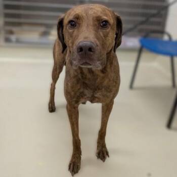 Copper- 54281 -  Labrador Retriever Dog for Adoption in Columbia, Maryland - Copper- 54281 | PetCurious