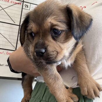 Knight -  Bichon Frise and Pug Dog for Adoption in West Hollywood, California - Knight | PetCurious