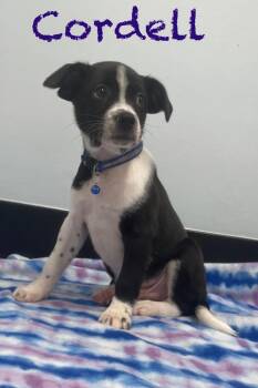 Cordell -  Jack Russell Terrier and Border Collie Dog for Adoption in Casselberry, Florida - Cordell | PetCurious