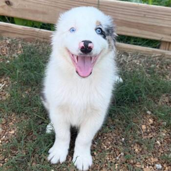 Honor -  Australian Shepherd Dog for Adoption in Duck River, Tennessee - Honor | PetCurious