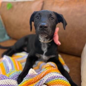 Labrador Retriever and Pointer Dogs Available for Adoption - Razel Dazzle Sweetheart | PetCurious