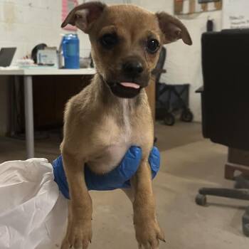Chihuahua Dogs Available for Adoption in Edinburg, Texas - Bo Peep | PetCurious
