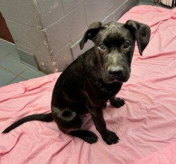 Lorenzo -  Mixed Breed Dog for Adoption in Nashville, Tennessee - Lorenzo | PetCurious