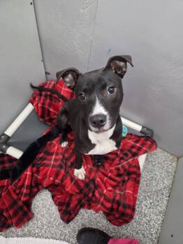 Black Labrador Retriever Dogs Available for Adoption in Parma, Ohio - Franklin | PetCurious