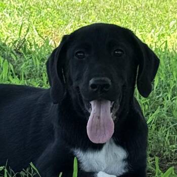 Franny -  Great Pyrenees and Terrier Dog for Adoption in Auburn, Nebraska - Franny | PetCurious