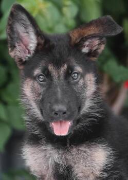 Bieber von Bergfeld -  German Shepherd Dog Dog for Adoption in Los Angeles, California - Bieber Von Bergfeld | PetCurious