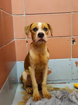 BUBBA -  Staffordshire Bull Terrier and Mixed Breed Dog for Adoption in Houston, Texas - BUBBA | PetCurious