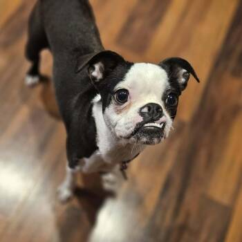 Boston Terrier Dogs Available for Adoption - Josie | PetCurious