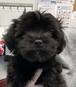 Mugs -  Terrier and Chihuahua Dog for Adoption in Golden, Colorado - Mugs | PetCurious