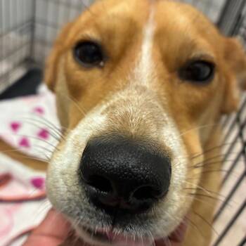Roxy -  Mixed Breed Dog for Adoption in Horn Lake, Mississippi - Roxy | PetCurious