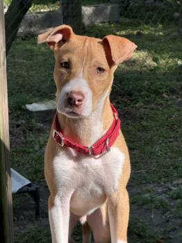 Rescue Mixed Breed Dogs for Adoption in Charleston, South Carolina - Billie | PetCurious
