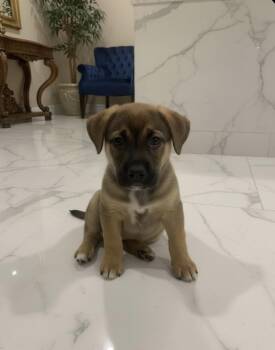 Mastiff Dogs Available for Adoption - Rose | PetCurious