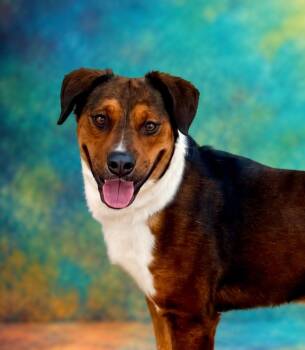 Charlie -  Labrador Retriever and Hound Dog for Adoption in San Antonio, Texas - Charlie | PetCurious