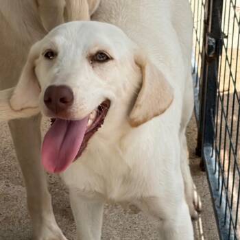 Hazel -  Mixed Breed Dog for Adoption in Lake Jackson, Texas - Hazel | PetCurious