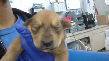 Mixed Breed Dogs Available for Adoption in Dallas, Texas - NUSAI | PetCurious