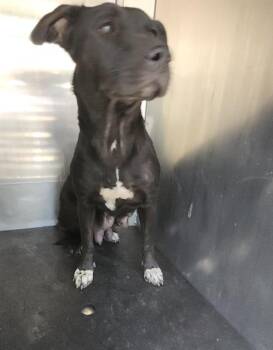 Rescue American Staffordshire Terrier Dogs for Adoption in San Antonio, Texas - GABBY | PetCurious