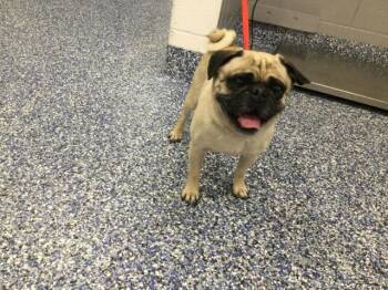 Pug Dogs Available for Adoption in Thousand Palms, California - JERRY | PetCurious