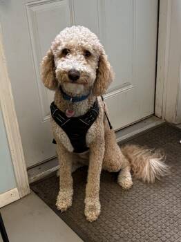 Rusty -  Goldendoodle Dog for Adoption in Big Rapids, Michigan - Rusty | PetCurious