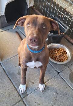 Rescue Terrier and Retriever Dogs for Adoption in Stanton, Kentucky - Anese | PetCurious