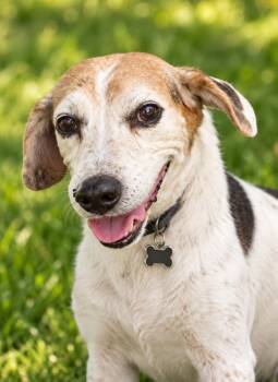 Gracie -  Beagle Dog for Adoption in Franklin, Tennessee - Gracie | PetCurious