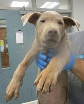 German Shepherd Dog and Mixed Breed Dogs Available for Adoption - A471161 | PetCurious