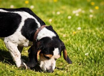Beagle and Basset Hound Dogs Available for Adoption - Percy | PetCurious