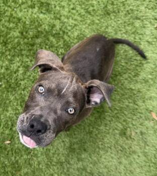 Glimmer -  American Bulldog Dog for Adoption in Lakeland, Florida - Glimmer | PetCurious