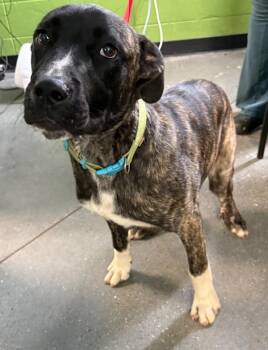 Pen 186 Rocko -  Pit Bull Terrier Dog for Adoption in Lawrenceville, Georgia - Pen 186 Rocko | PetCurious