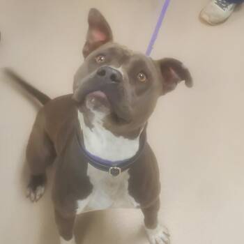 Rescue Pit Bull Terrier Dogs for Adoption in Vineland, New Jersey - Meatball Manny | PetCurious