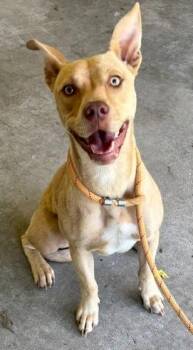 Frankie -  Pit Bull Terrier Dog for Adoption in Swainsboro, Georgia - Frankie | PetCurious