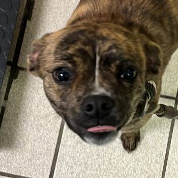 Mixed Breed Dogs Available for Adoption - Rolo | PetCurious