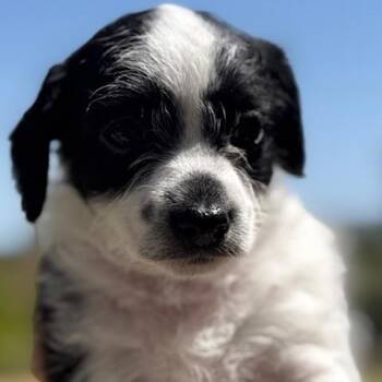 Jessie -  Chihuahua and Terrier Dog Available for Adoption in Torrance, California - Jessie | PetCurious