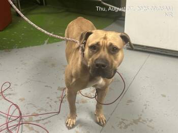 Rescue Pit Bull Terrier Dogs for Adoption in Ocala, Florida - NALA | PetCurious