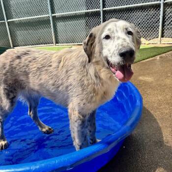 ZACK -  Mixed Breed Dog for Adoption in Richmond, California - ZACK | PetCurious