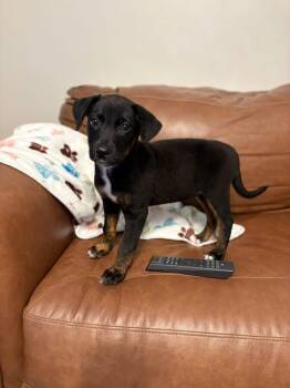 Labrador Retriever and Shepherd Dogs Available for Adoption in Berlin, New Jersey - Zadie | PetCurious