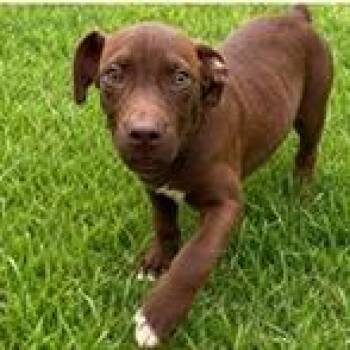 Grouper (Samson) -  Labrador Retriever and Mixed Breed Dog for Adoption in Tampa, Florida - Grouper (Samson) | PetCurious