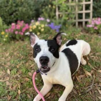 Annie -  Mixed Breed Dog for Adoption in Palm Harbor, Florida - Annie | PetCurious
