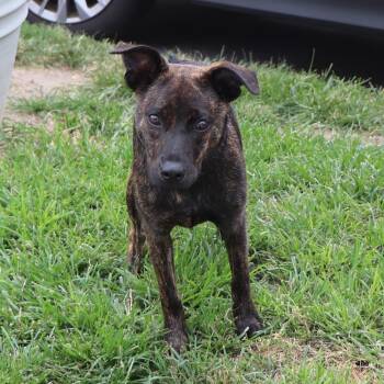 Mable -  Mixed Breed Dog for Adoption in Port Washington, New York - Mable | PetCurious
