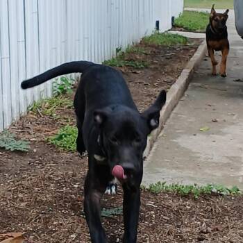 Ruby -  Black Labrador Retriever and Shepherd Dog for Adoption in San Antonio, Texas - Ruby | PetCurious