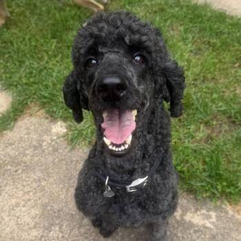Suzey -  Standard Poodle Dog for Adoption in Courtice, Ontario - Suzey | PetCurious