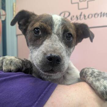 Mixed Breed Dogs Available for Adoption - New Kid On The Block | PetCurious